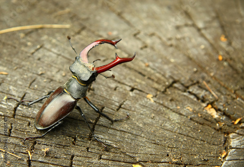 Stag beetle on the wood