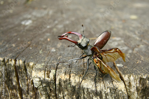 Stag beetle is starting flying
