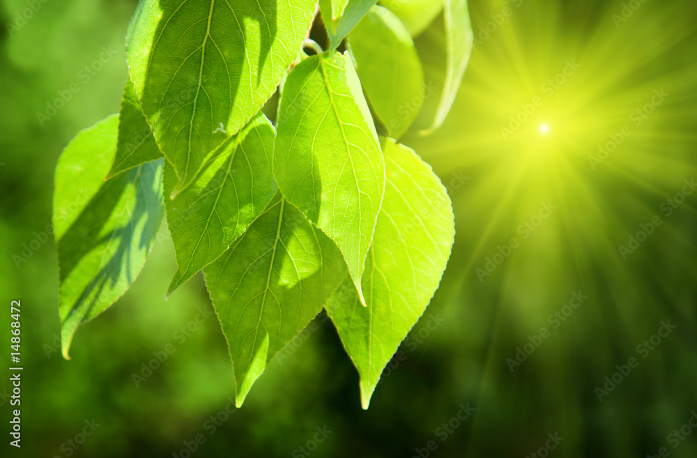 leaves of poplar leaves of poplar