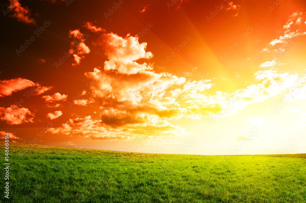 field of spring grass and sunset field of spring grass and sunset