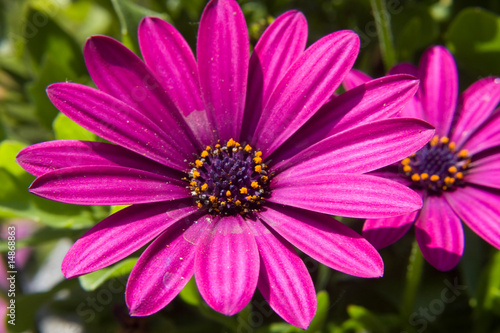 pink daisy in closeup photo