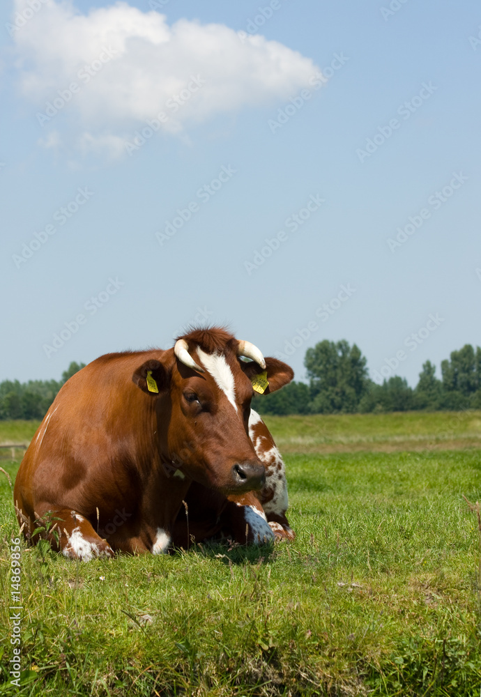 Dutch cow lying in grass