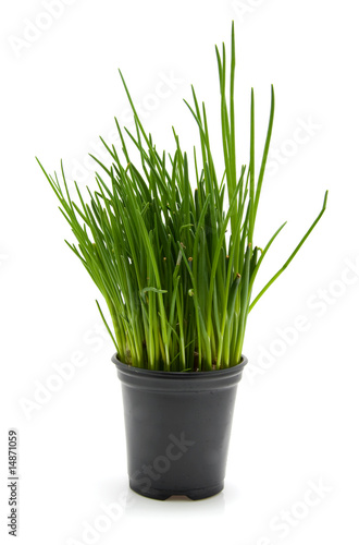 pot with chives isolated on white background
