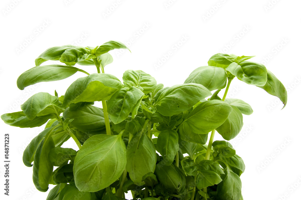 Basil isolated on white background Basil isolated on white background