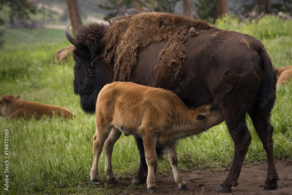 Buffalo Grazing on Ranch Spring Grass with Calf Buffalo Grazing on Ranch Spring Grass with Calf