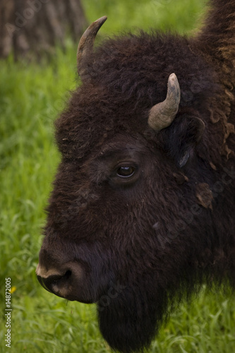 Buffalo Grazing on Ranch Spring Grass