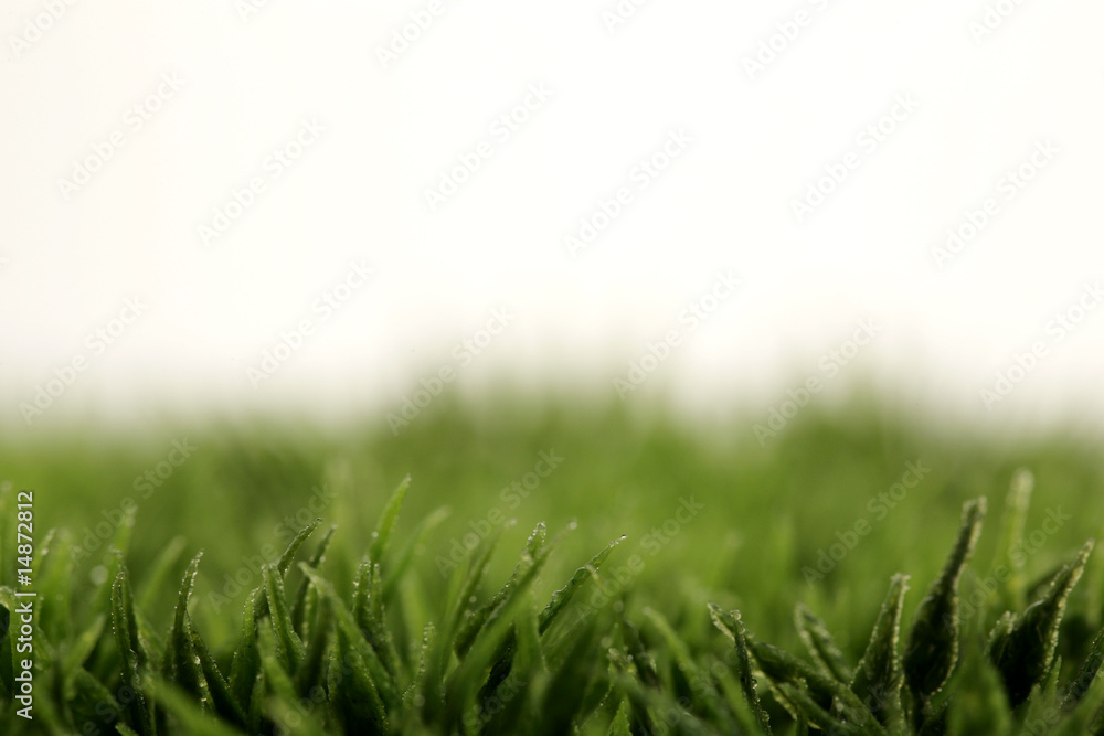 Obraz premium closeup of green grass with water drops
