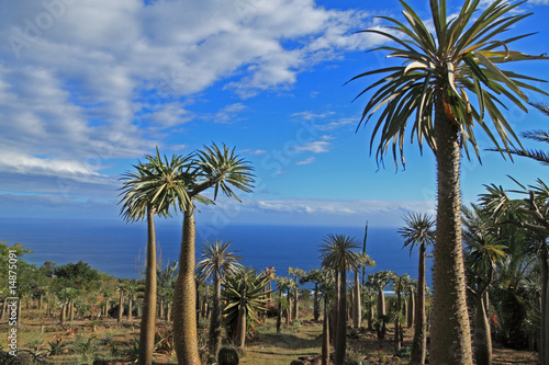 jardin tropical exotique de pachypodiums, palmiers de mada.
