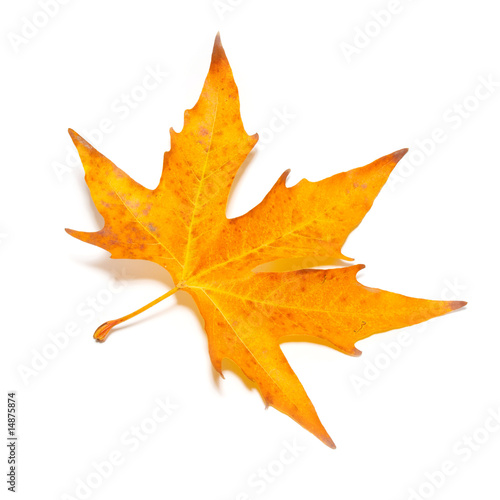 Orange fall maple leaf isolated on white.
