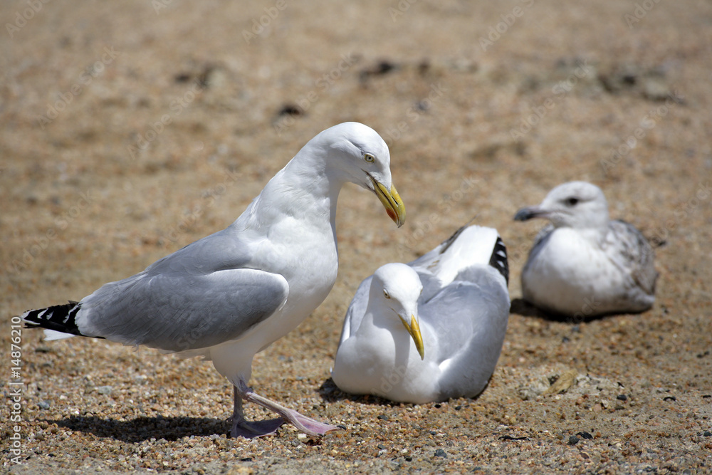 Obraz premium Famille de goelands sur la plage
