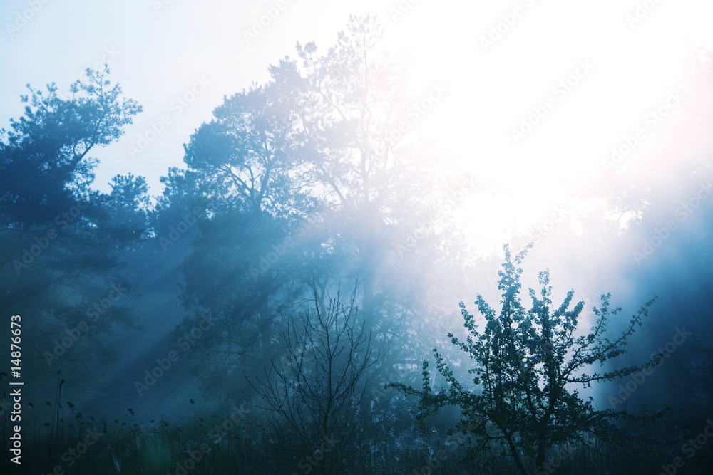 Obraz premium Misty off forest