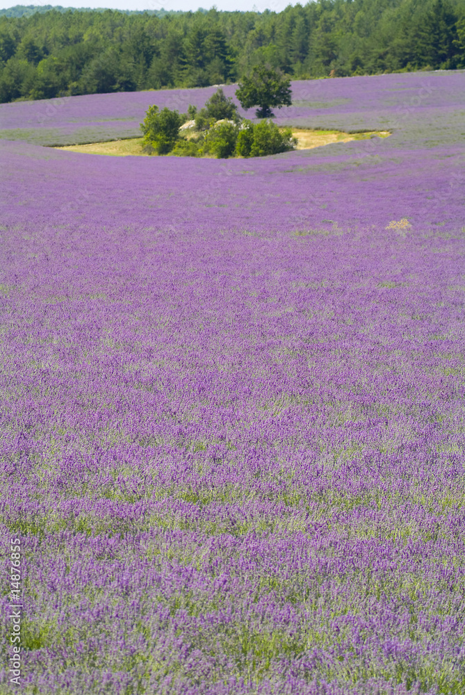 Provance lavander field Provance lavander field