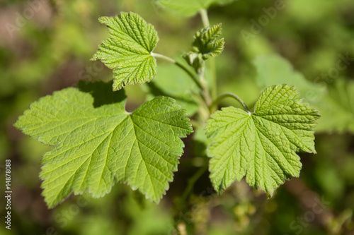 Cloesupof green leaves
