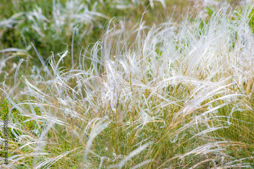 Feather grass