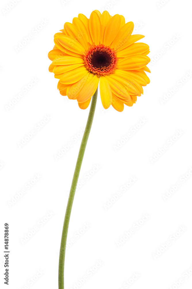 yellow daisy flower