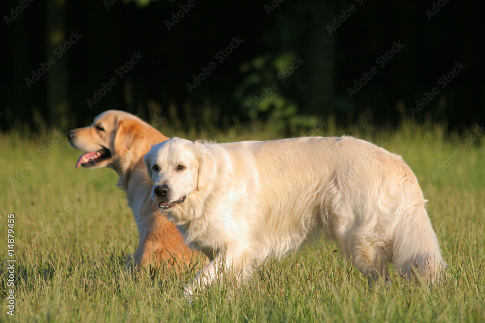 Couple of Golden Retrievers enjoying outside activity Couple of Golden Retrievers enjoying outside activity