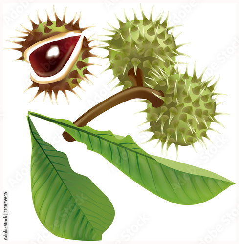 Chestnut