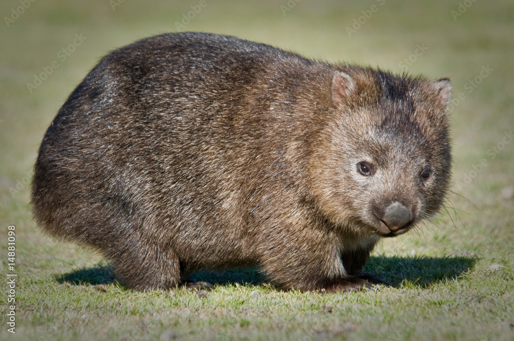 wombat wombat