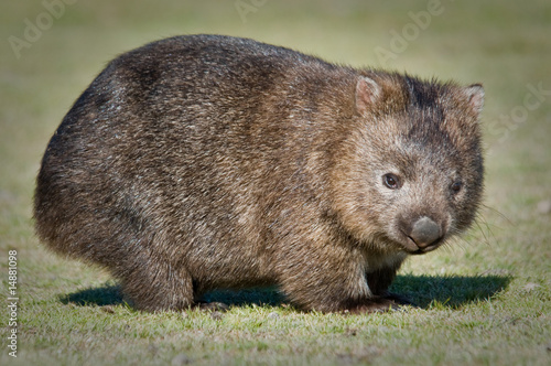 wombat photo