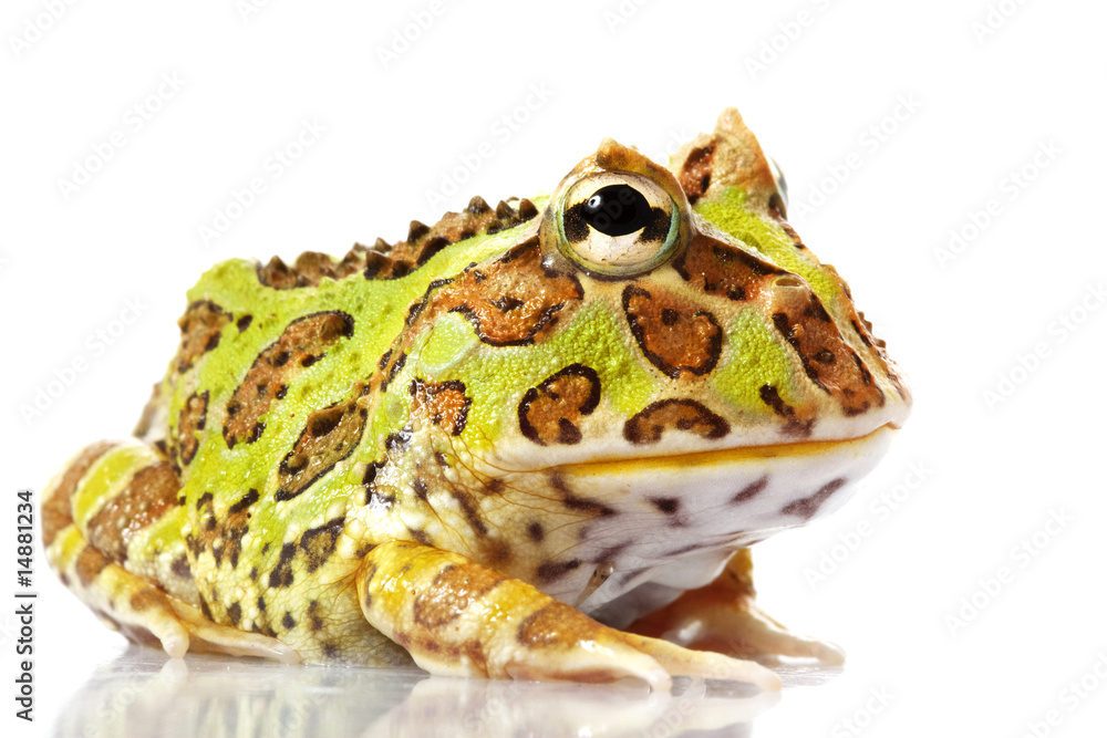 Obraz premium Horned Frog