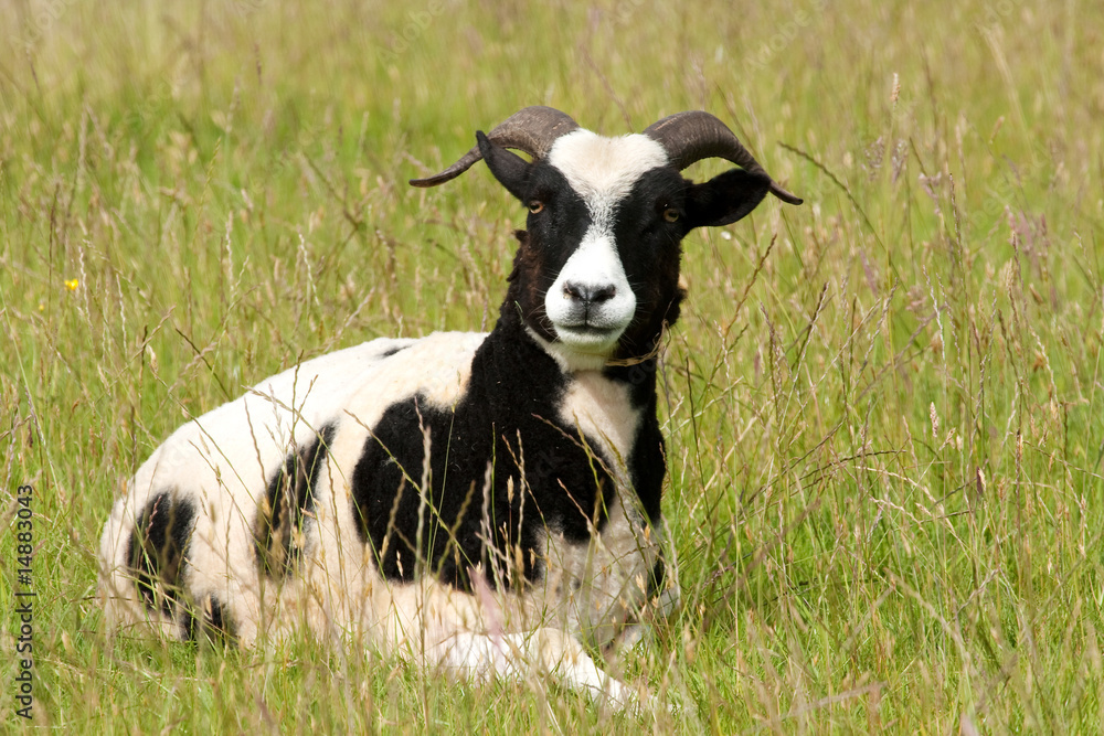 Arrogant Jacob Ewe lying in spring grass