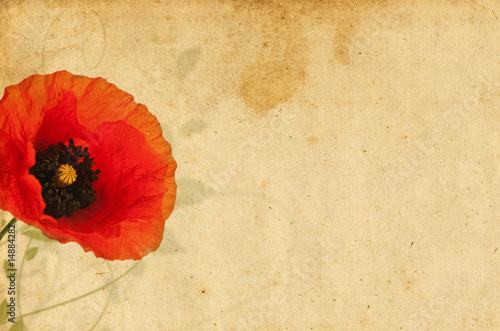 graphisme, floral design coquelicot sur vieux papyrus