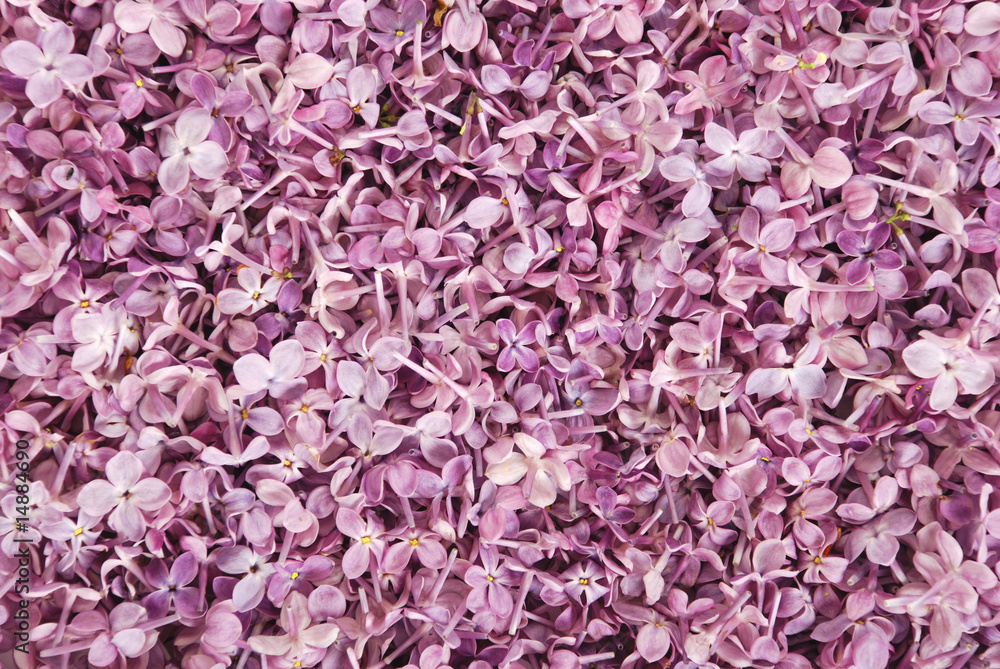 Background from colors of a lilac