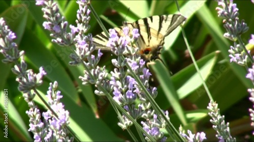 farfalla tigrata su lavanda photo