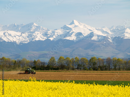 Rape field and mountains