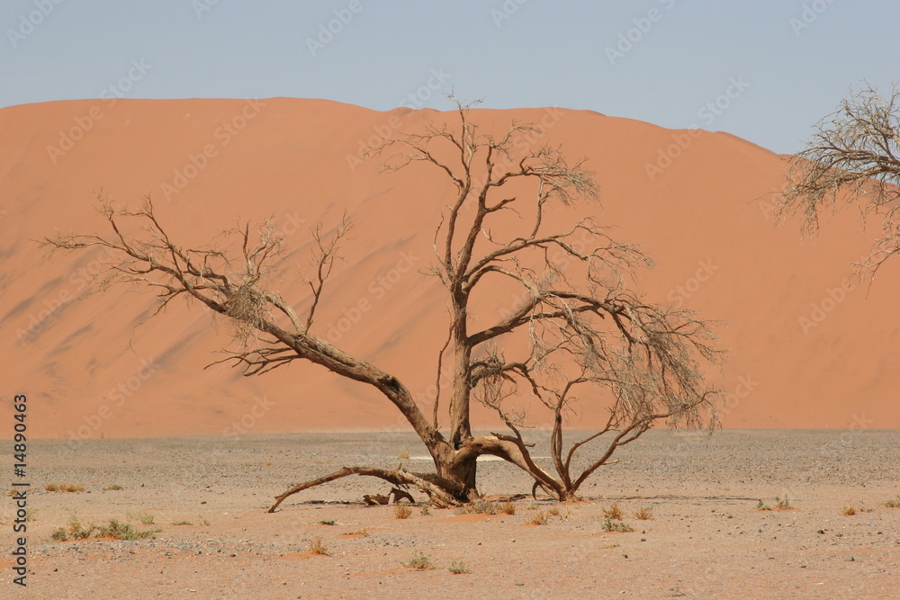 Acacia Tree in Sossusvlei, Namibia