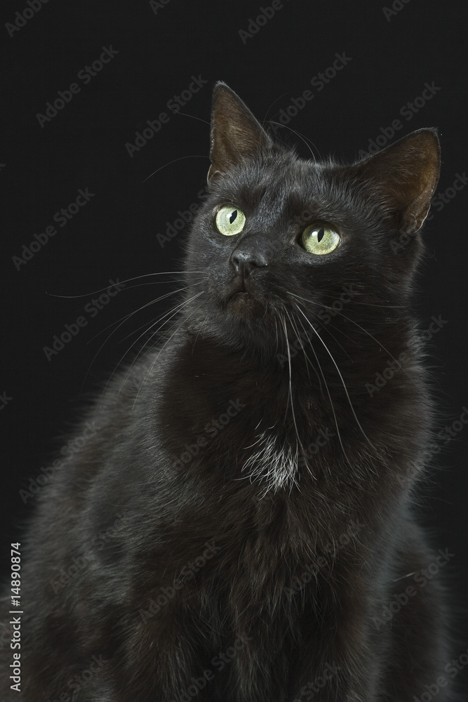 Sitting black cat on the black background