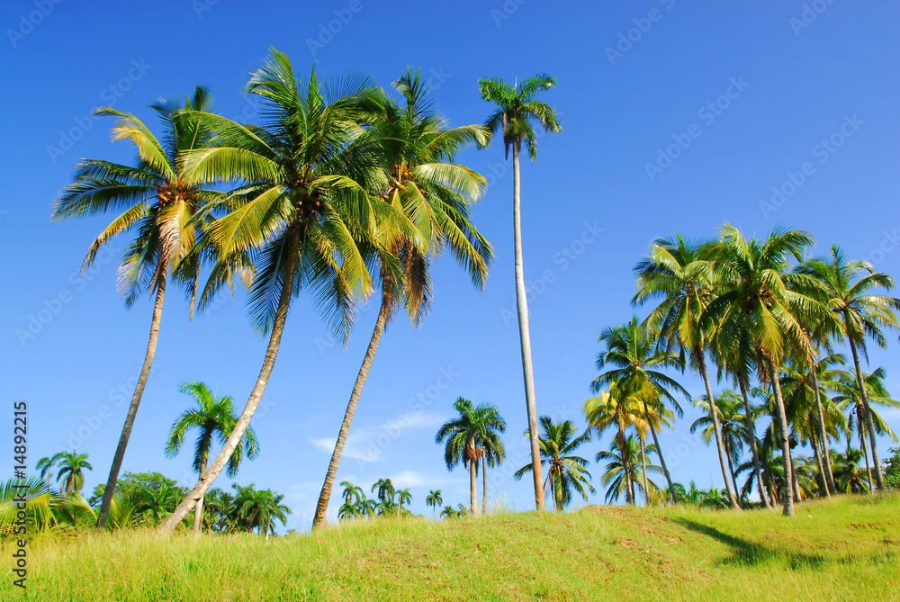 palms on tropical island cuba