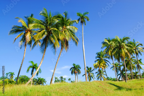 palms on tropical island cuba