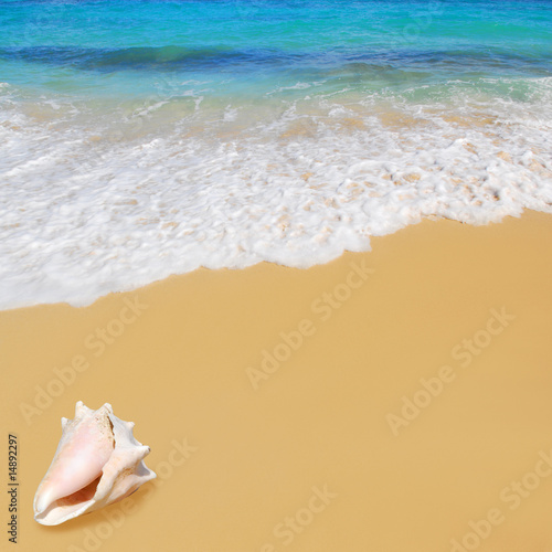 Photography shell on tropical beach on cuba