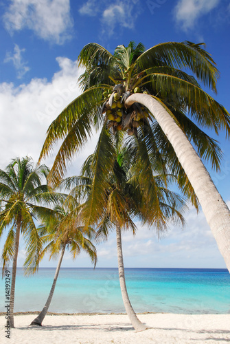 Photography palms on the beach tropical island cuba