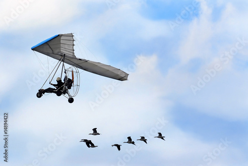 geese with hangglider