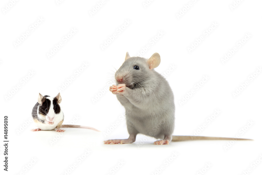 Fototapeta premium rat et souris