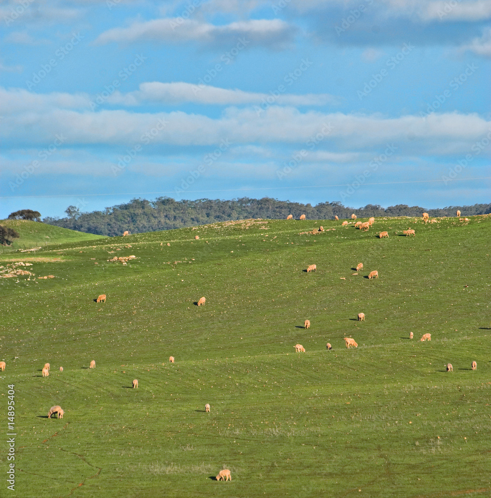 sheep in the field