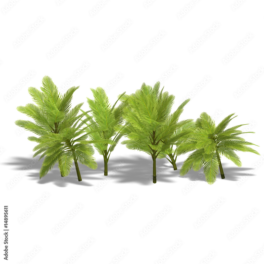 Obraz premium group of young palm trees