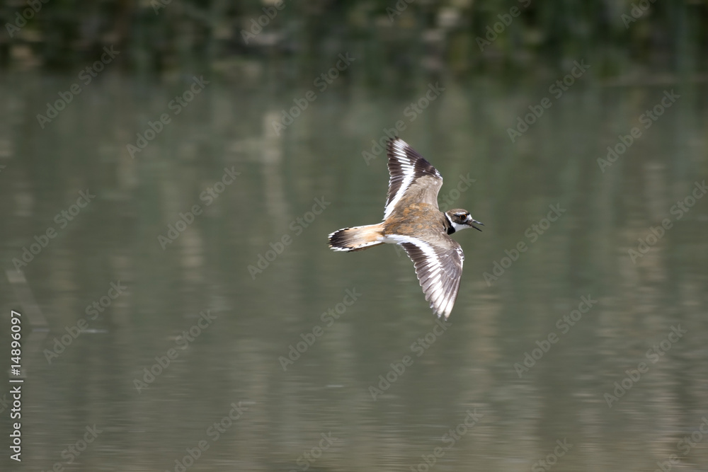 Killdeer Flying