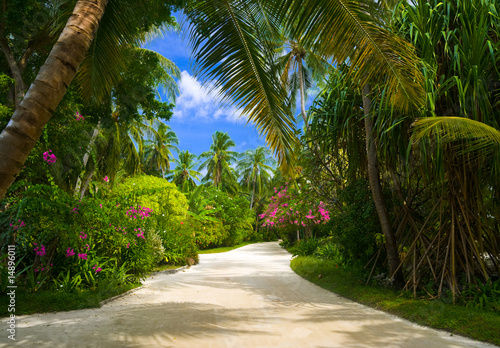 Pathway in tropical park