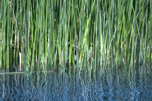 Common Reeds