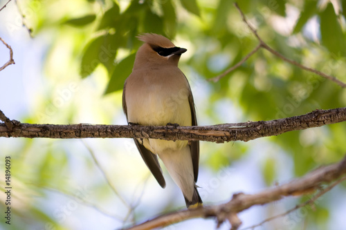 Cedar Waxwing photo