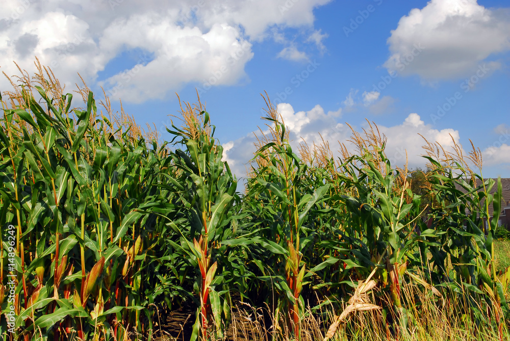 Obraz premium cornfield 3