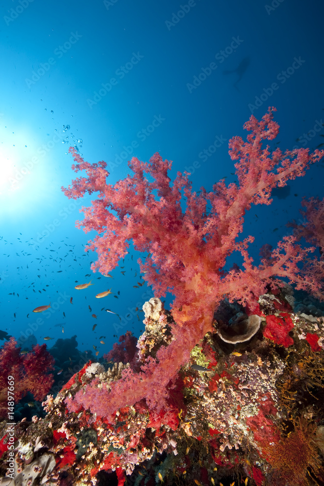 Fototapeta premium ocean, sun and fish