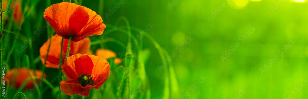 Fototapeta zielony poziomy pałąk i czerwony kwiat - natura i mak