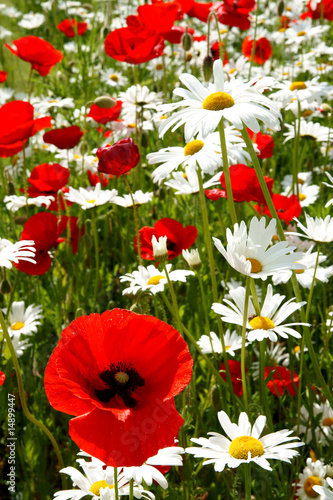 Fototapeta Naklejka Na Ścianę i Meble -  floralie