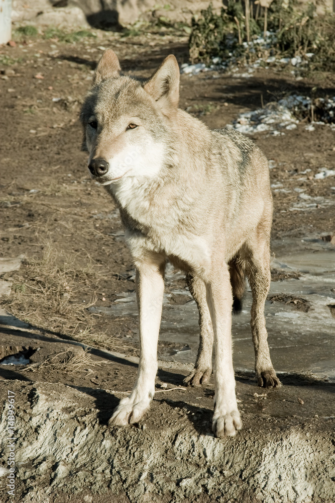 Wolf looking forward Wolf looking forward