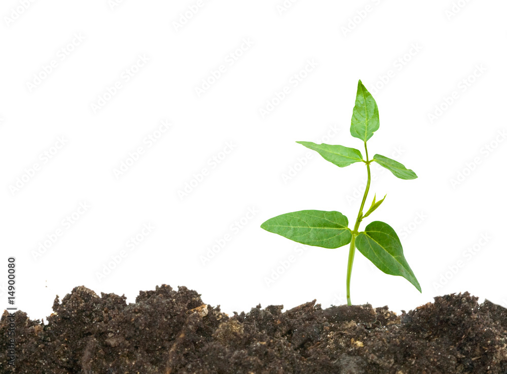Sprout growing from earth Sprout growing from earth