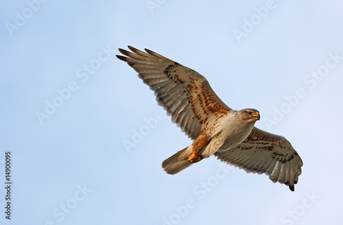 Ferruginous Hawk in Flight